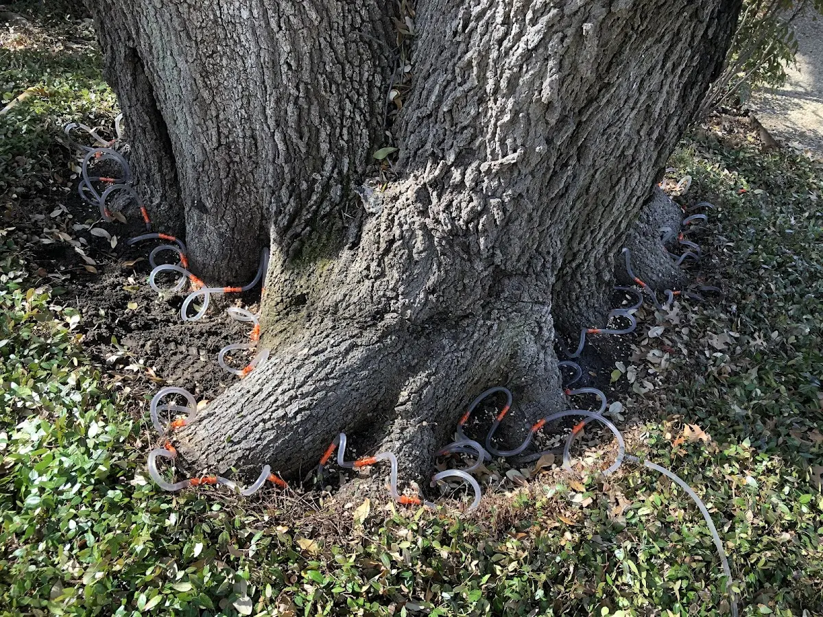 Detailed Tree Cabling and Bracing job site in West Oneonta
