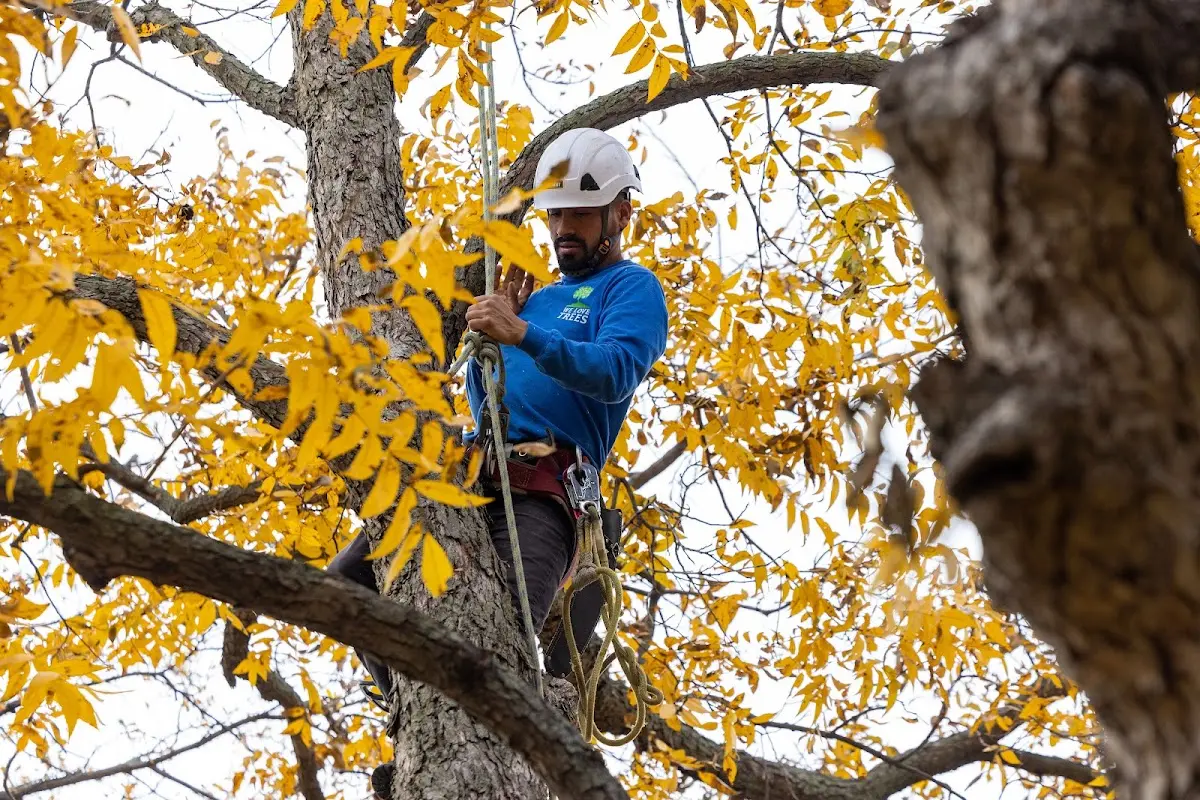 Skilled Tree Transplanting crew working in West Oneonta